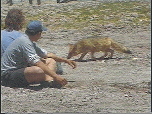 FAUNA SILVESTRE Y VISITANTES